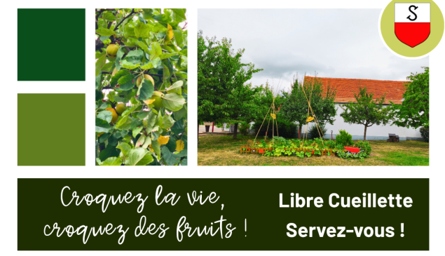 Libre cueillette au verger de la Mairie