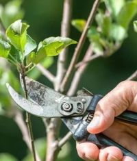 Cours gratuit de taille d’arbres fruitiers hautes tiges